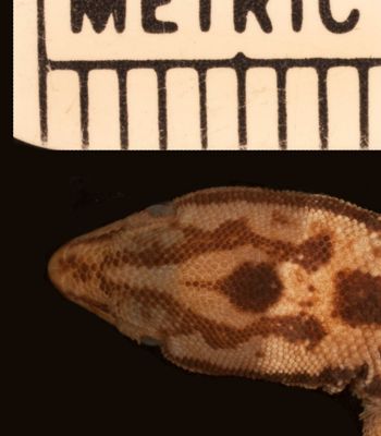 Media type: image;   Herpetology R-34427
